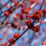 Miss Marple's Red Maple