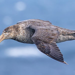 Northern Giant Petrel ( Macronectes halli )