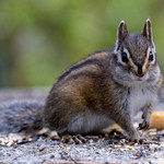 Did somebody say seed?