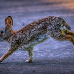 Hopping down the bunny trail