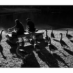 Interrupted by Beaks