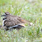 Killdeer