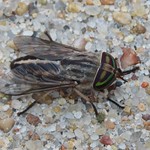 Striped Horse Fly