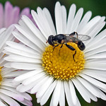 Syritta pipiens ... Thick-legged Hoverfly