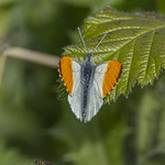 Orange Tip