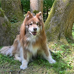 my little dryad 22/52