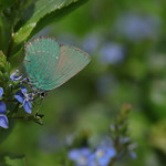 Green Hairstreak