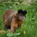 Monkey business &hellip;