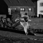 European Herring Gull (Larus Argentatus)