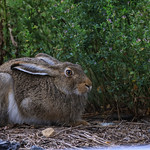 White-tailed Jackrabbit