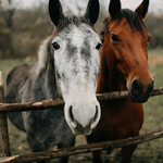 Horses standing near a wooden fence in a rural area