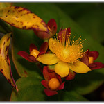 St.John's wort..