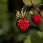 Wild strawberry