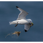 Kittiwake