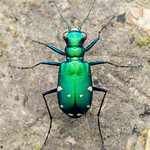 6 Spotted Tiger Beetle Portrait