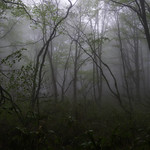 Fogbound Grove