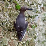 Guillemot (bridled polymorphism)