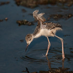 Black-necked Stilt Chick Stretch