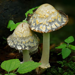 Scaly Ink Cap