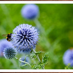 Buff-tailed bumblebee on Echinops - London