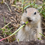 7044 Dandelion Treat