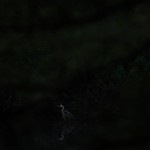 Spying on a Great Blue Heron