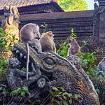 Ubud Monkey Forest