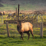 Bull Elk Grazing Alone [Explore]