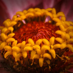 zinnia