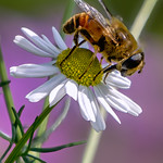 Hoverfly