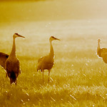 Low sun, long muted shadows