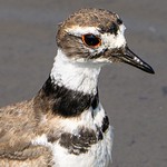 Killdeer