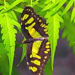 NB-00087 - Giant Swallowtail