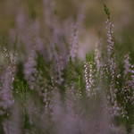Heather