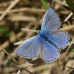 Common Blue - Polyommatus icarus 050925 F