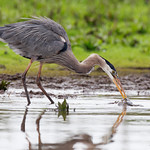 Great Blue Heron (Ardea herodias)