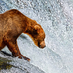 The Hunter&rsquo;s Patience