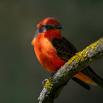 Never Put Off Till Tomorrow...