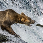 The Catch Brooks Falls