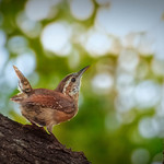 carolina wren