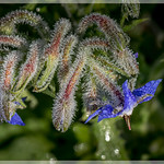 F&eacute;rie matinale