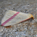 1716 Vestal (Rhodometra sacraria)