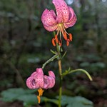 Lilium martagon July Wild Flower Tyrol Austria AT &copy; T&uuml;rkenbund-Lilie Juli Wildblume Tirol &Ouml;sterreich &copy;