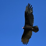Turkey Vulture, Cathartes aura
