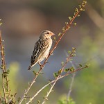 Red-billed Quelea --- Quelea quelea