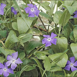 Vinca-major_1