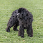 Newfoundland Dog DSC_9287