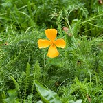 Orange Mohnbl&uuml;te.... 🌻