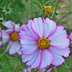 Charterhouse, Coventry (also known as St. Anne's Priory, Coventry) is a grade I listed building on London Road, Coventry, run By the National Trust. 22/10/2025 Nikon D7200, Nikkor 16-85mm DX,