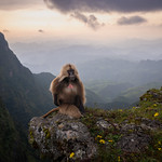 Gelada, Simien, Ethiopie